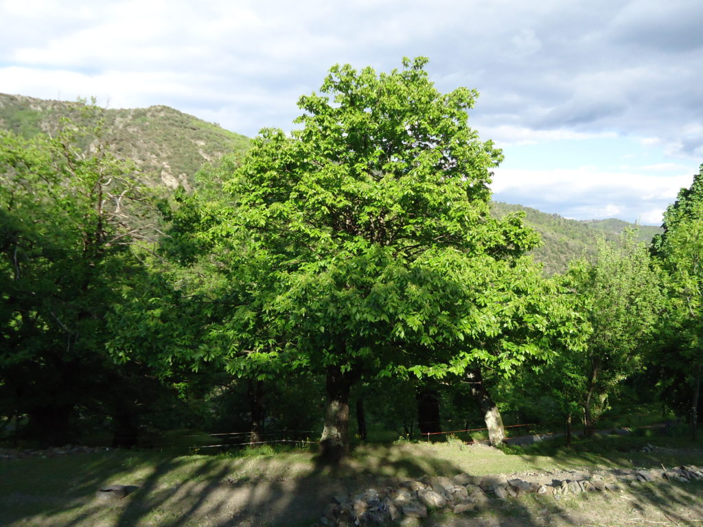 Verger d'automne