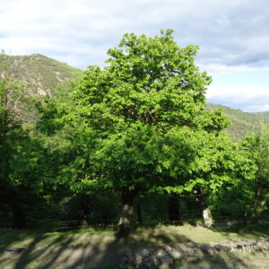 Verger d'automne