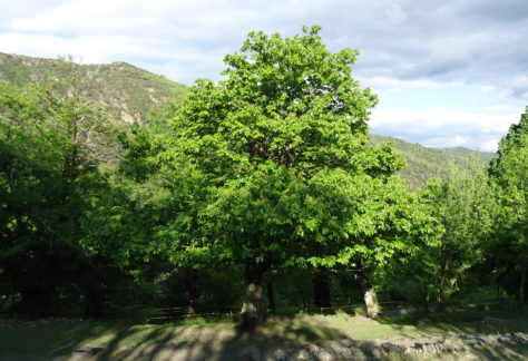 Verger d'automne